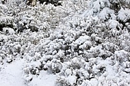 Winter, snow, wood