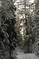 Winter, snow, wood