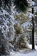 Winter, snow, wood