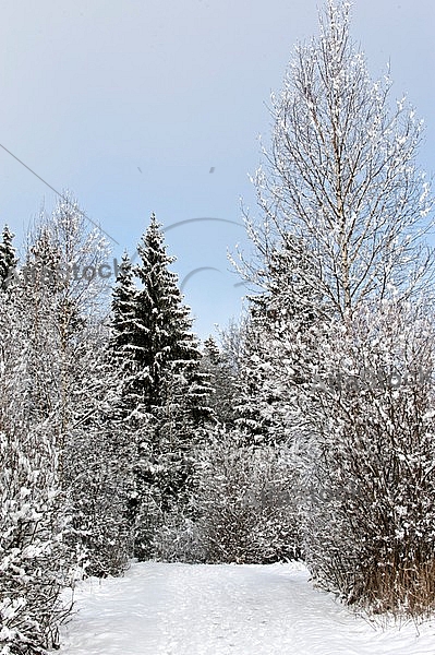 Winter, snow, wood