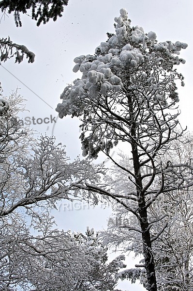 Winter, snow, wood