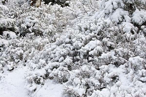 Winter, snow, wood