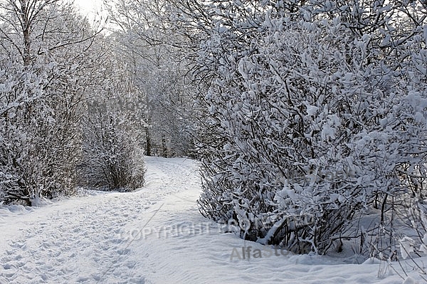 Winter, snow, wood