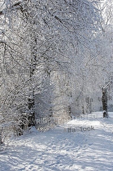 Winter, snow, wood