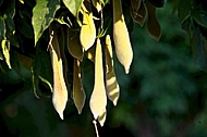 Wisteria sinensis, Chinese wisteria