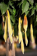 Wisteria sinensis, Chinese wisteria