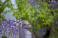 Wisteria sinensis, Chinese wisteria