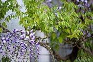 Wisteria sinensis, Chinese wisteria