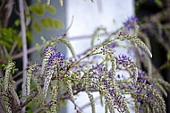 Wisteria sinensis, Chinese wisteria