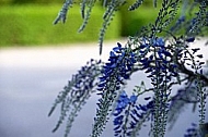 Wisteria sinensis, Chinese wisteria