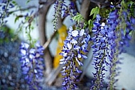 Wisteria sinensis, Chinese wisteria