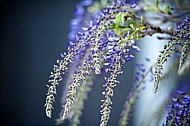 Wisteria sinensis, Chinese wisteria