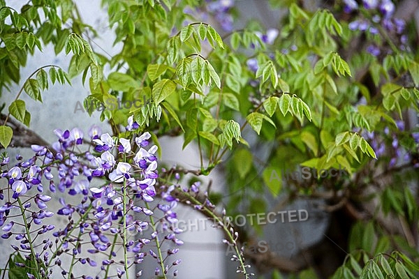 Wisteria sinensis, Chinese wisteria