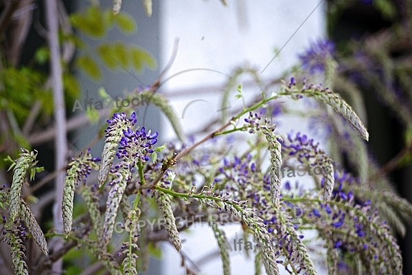 Wisteria sinensis, Chinese wisteria