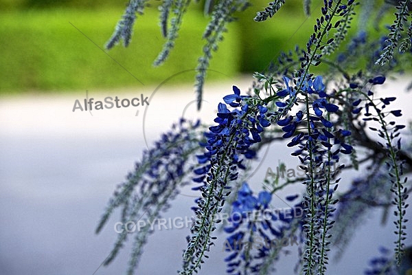 Wisteria sinensis, Chinese wisteria