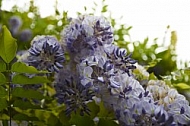 Wisteria sinensis