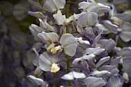 Wisteria sinensis