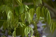 Wisteria sinensis