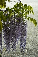 Wisteria sinensis