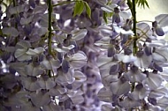 Wisteria sinensis