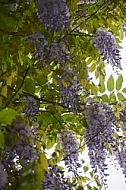 Wisteria sinensis