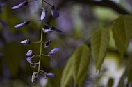 Wisteria sinensis