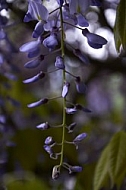 Wisteria sinensis