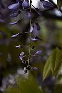 Wisteria sinensis