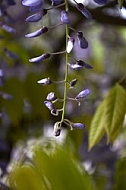 Wisteria sinensis