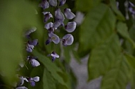 Wisteria sinensis