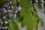 Wisteria sinensis