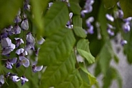 Wisteria sinensis