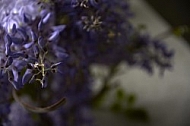 Wisteria sinensis