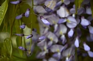 Wisteria sinensis