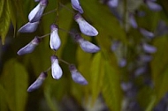 Wisteria sinensis