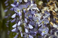 Wisteria sinensis