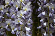 Wisteria sinensis