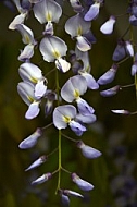 Wisteria sinensis