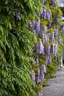 Wisteria sinensis