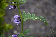 Wisteria sinensis