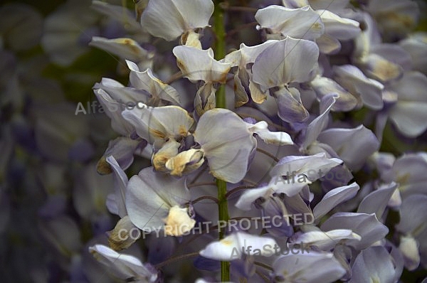 Wisteria sinensis