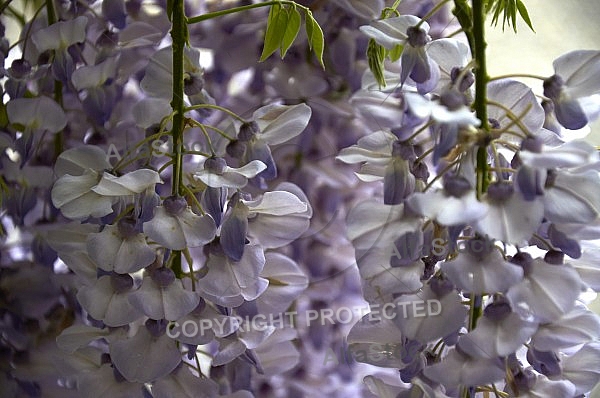 Wisteria sinensis