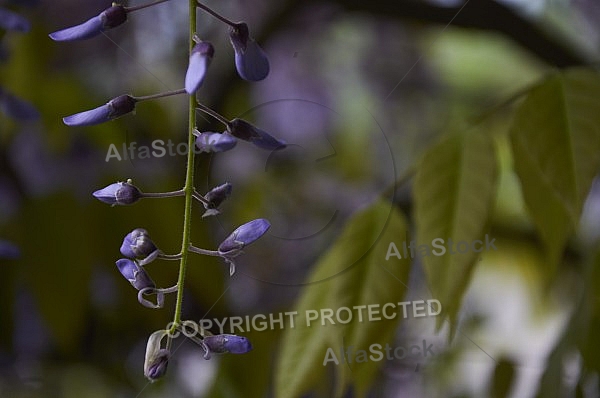 Wisteria sinensis