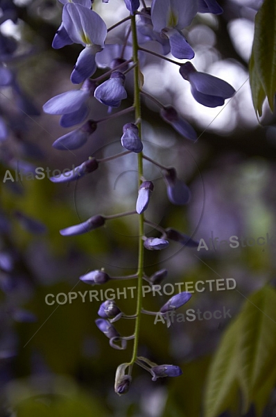 Wisteria sinensis