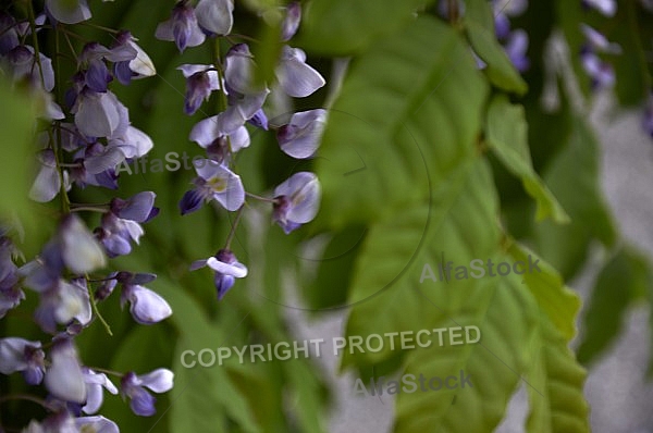 Wisteria sinensis