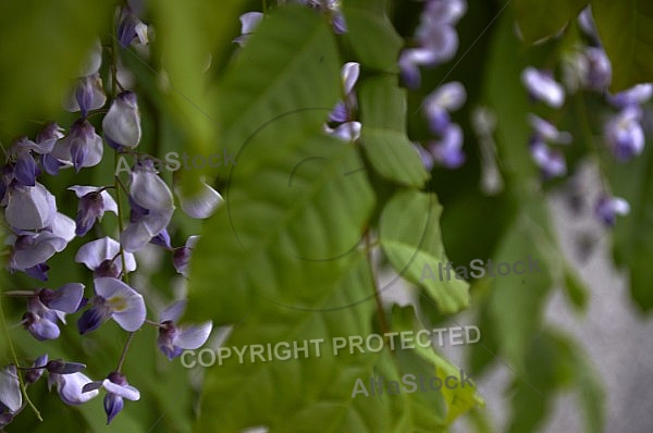 Wisteria sinensis