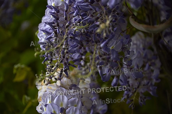 Wisteria sinensis