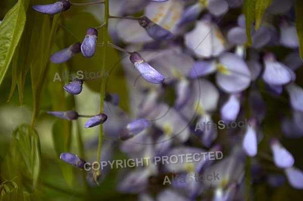 Wisteria sinensis