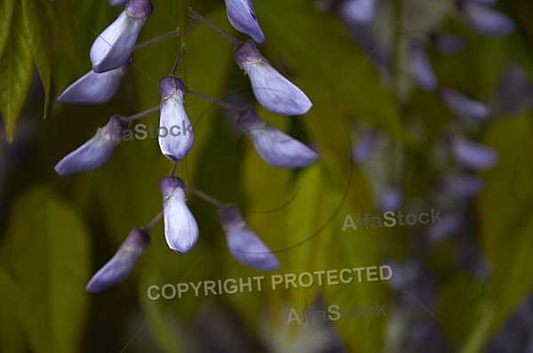 Wisteria sinensis