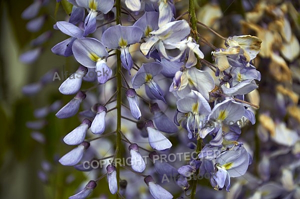 Wisteria sinensis